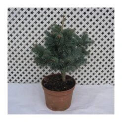 Abies Lasiocarpa Compacta Glauca -Wrights Tienda abies lasiocarpa compacta 1