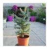 Abies Lasiocarpa Compacta Glauca -Wrights Tienda abies lasiocarpa compacta