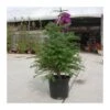 Abies Masjoanis 2 Abies Masjoanis -Wrights Tienda abies masjoanis