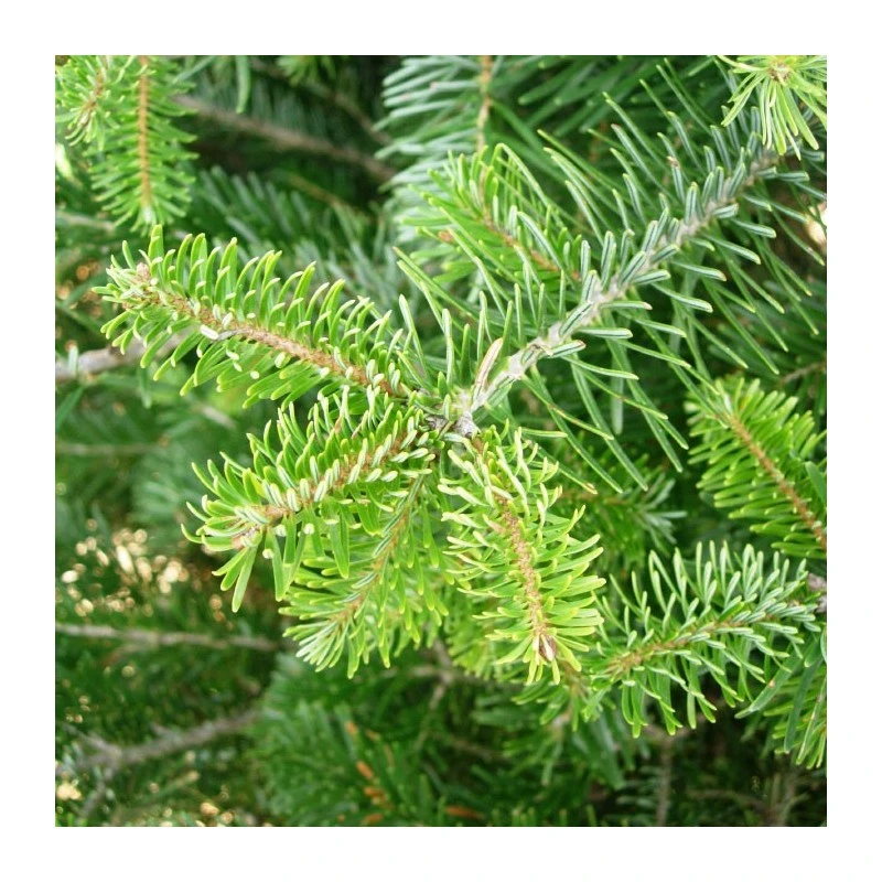 Abies Nordmanniana 4 Abies Nordmanniana - Imagen 2