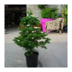 Abies Nordmanniana 12 Abies Nordmanniana -Wrights Tienda abies nordmanniana 4
