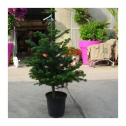 Abies Nordmanniana 13 Abies Nordmanniana -Wrights Tienda abies nordmanniana 5