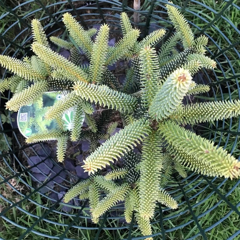 Abies Pinsapo Aurea 3 Abies Pinsapo Aurea