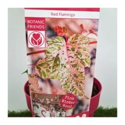 Acer Negundo Flamingo -Wrights Tienda acer negundo flamingo 2