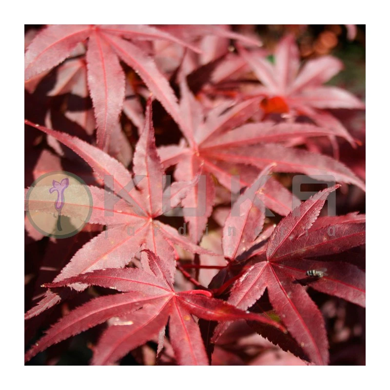 Acer Palmatum Pixie 3 Acer Palmatum Pixie