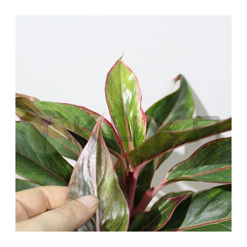 Aglaonema Decorum-ls19 4 Aglaonema Decorum-ls19 - Imagen 2