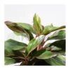 Aglaonema Decorum-ls19 -Wrights Tienda aglaonema silver bay