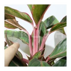Aglaonema Decorum-ls19 8 Aglaonema Decorum-ls19 -Wrights Tienda aglaonema silver bay 2