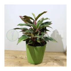 Aglaonema Decorum-ls19 9 Aglaonema Decorum-ls19 -Wrights Tienda aglaonema silver bay 3