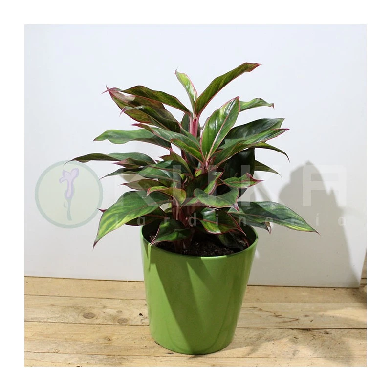 Aglaonema Decorum-ls19 6 Aglaonema Decorum-ls19 - Imagen 4