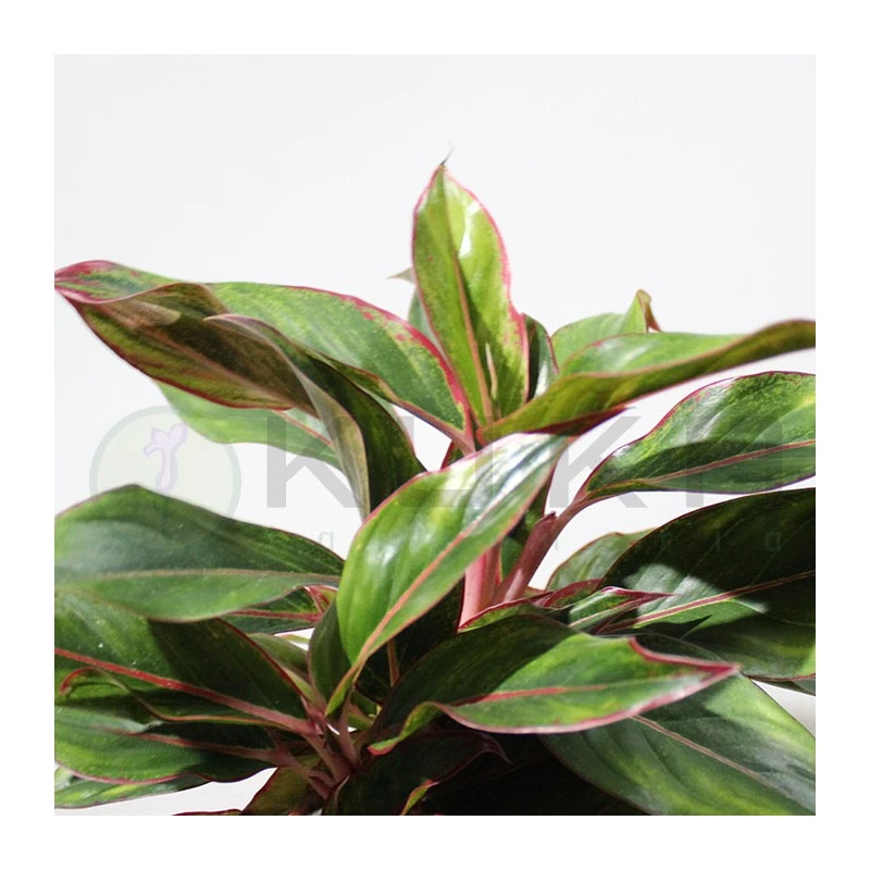 Aglaonema Decorum-ls19 3 Aglaonema Decorum-ls19