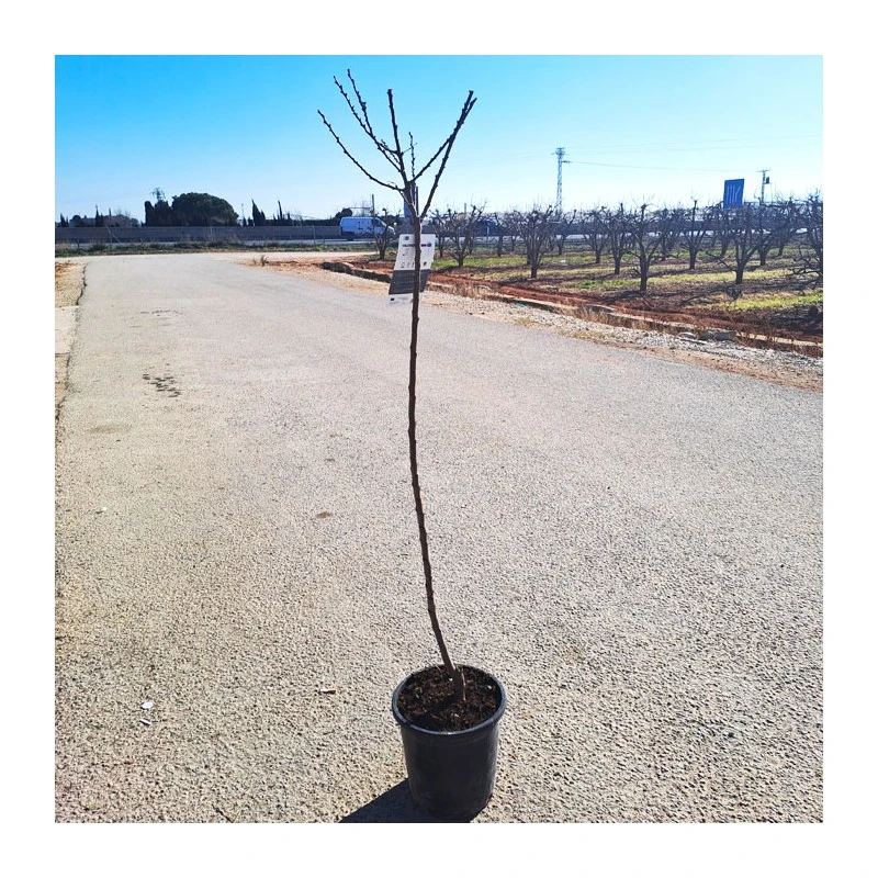 Albaricoque Bulida EJEMPLAR 4 Albaricoque Bulida EJEMPLAR - Imagen 2