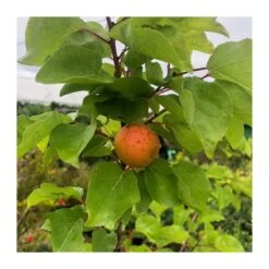 Albaricoque Bulida -Wrights Tienda albaricoque bulida 4