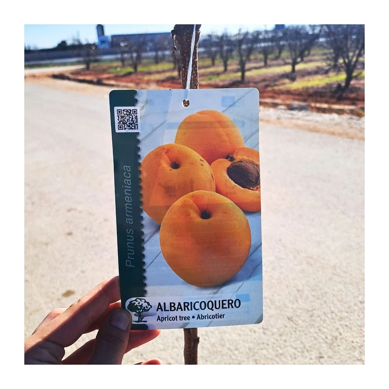 Albaricoque Bulida EJEMPLAR 3 Albaricoque Bulida EJEMPLAR