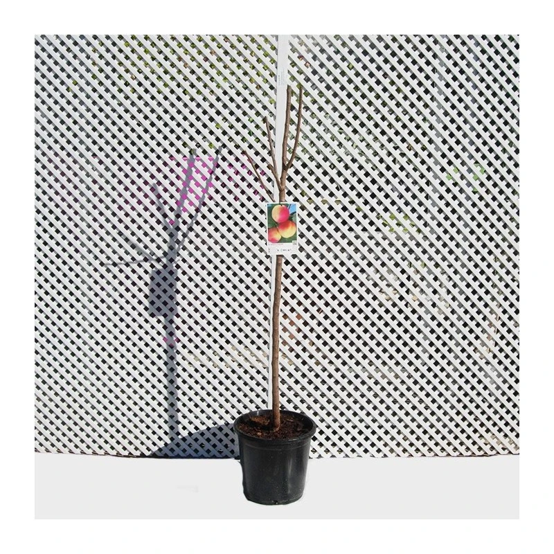 Albaricoque Galta Rocha 4 Albaricoque Galta Rocha - Imagen 2