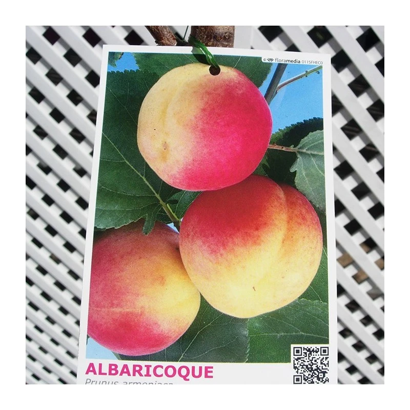 Albaricoque Galta Rocha 3 Albaricoque Galta Rocha
