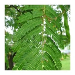 Albizia Julibrissin Rosea -Wrights Tienda albizia julibrissin rosea 2