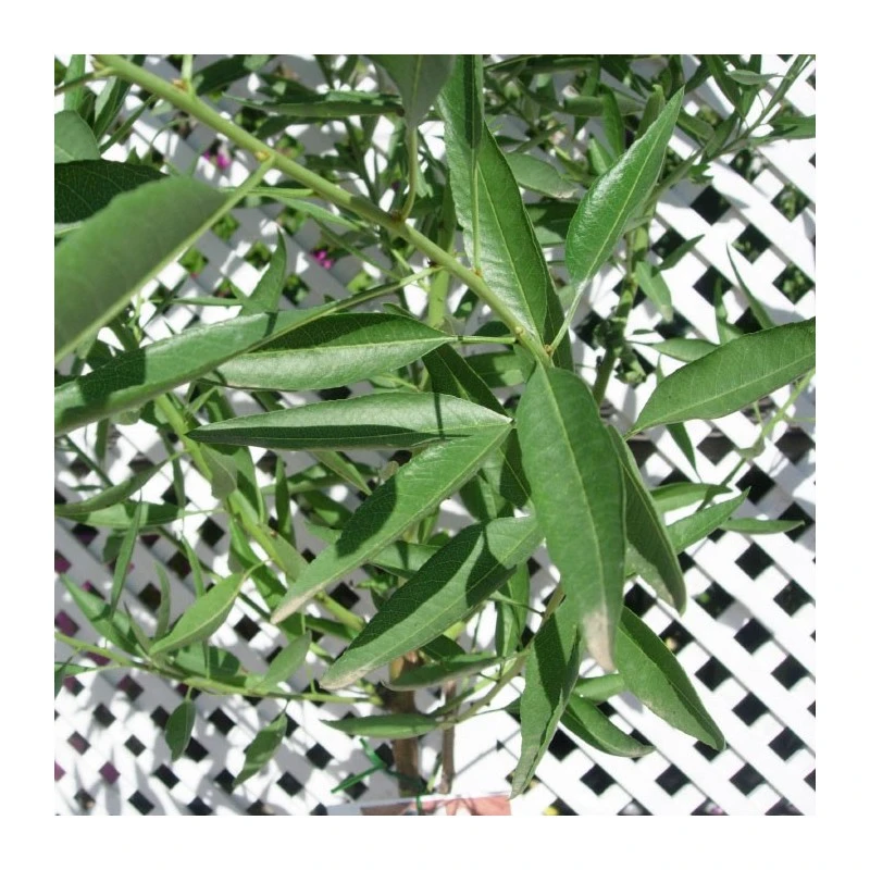 Almendro Glorieta 4 Almendro Glorieta - Imagen 2