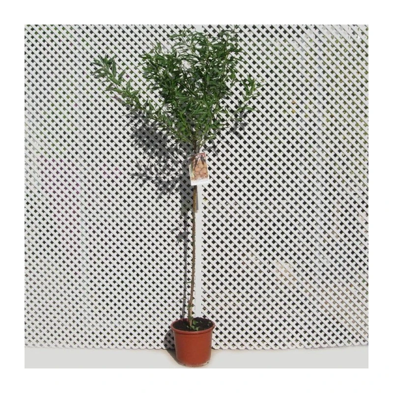 Almendro Glorieta 3 Almendro Glorieta