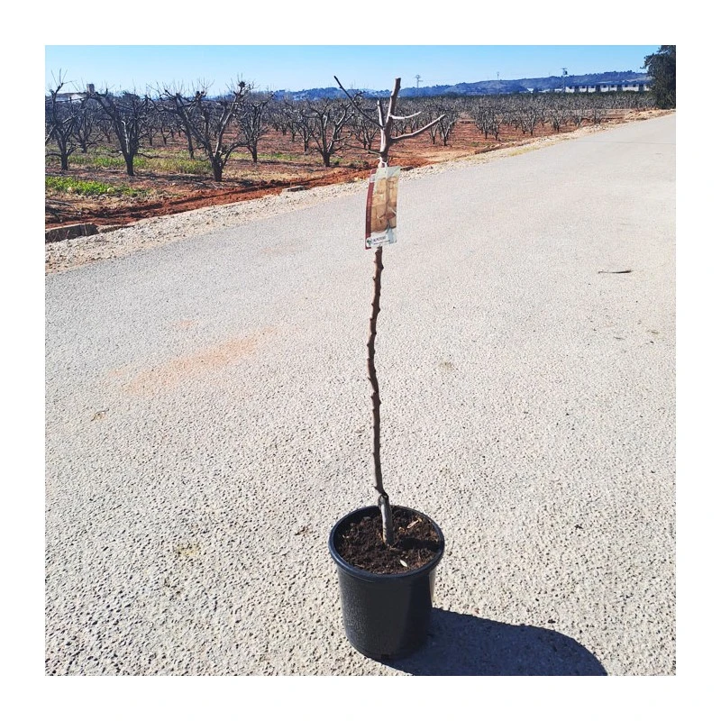 Almendro Mollar 4 Almendro Mollar - Imagen 2