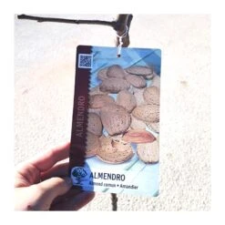 Almendro Mollar 7 Almendro Mollar -Wrights Tienda almendro mollar 2