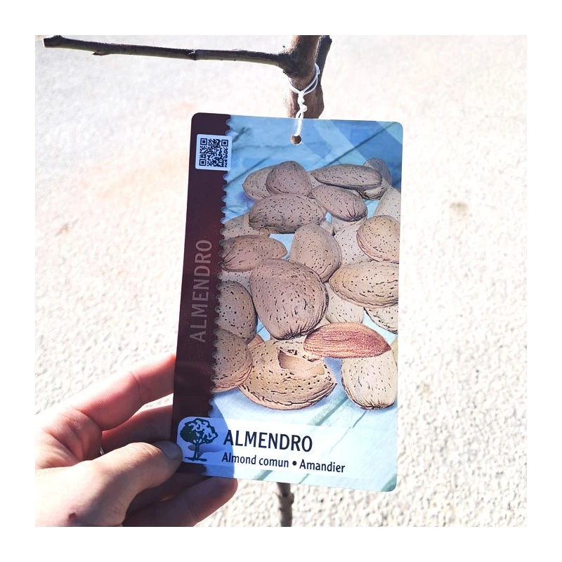 Almendro Mollar 5 Almendro Mollar - Imagen 3