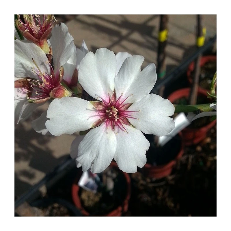 Almendro Mollar 3 Almendro Mollar