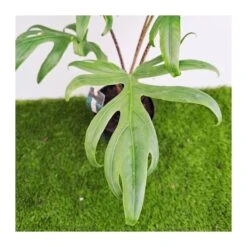 Alocasia Brancifolia Pink Passion 7 Alocasia Brancifolia Pink Passion -Wrights Tienda alocasia brancifolia pink passion 2