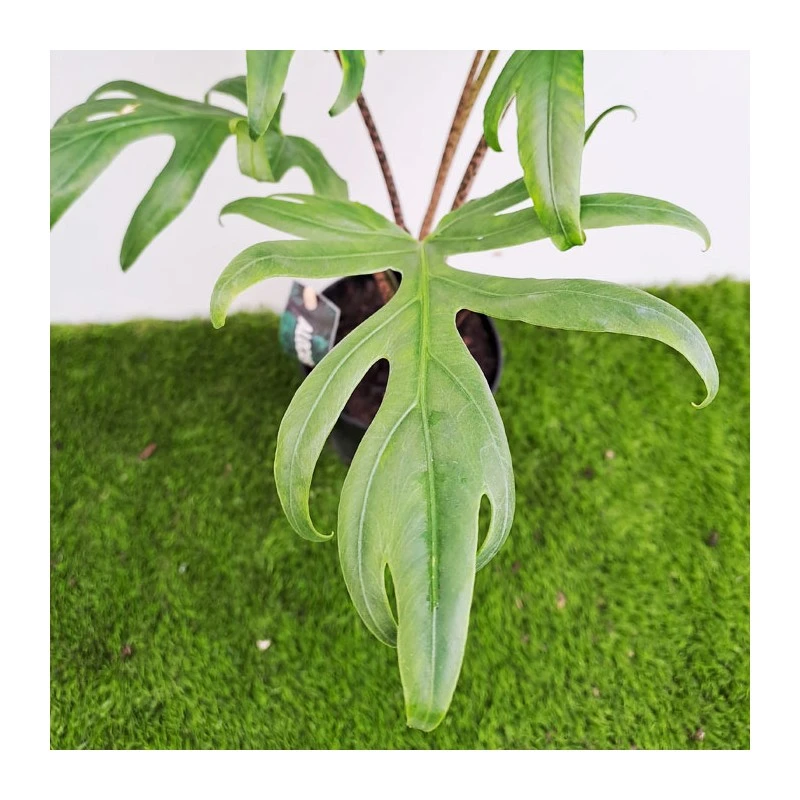 Alocasia Brancifolia Pink Passion 5 Alocasia Brancifolia Pink Passion - Imagen 3