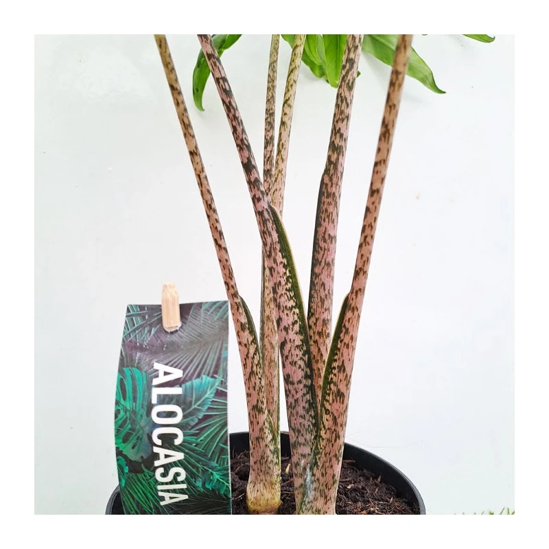 Alocasia Brancifolia Pink Passion 3 Alocasia Brancifolia Pink Passion