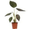 Alocasia Wentii 1 Alocasia Wentii -Wrights Tienda alocasia wentii