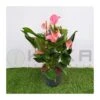Anthurium Joli Rosa -Wrights Tienda anthurium joli