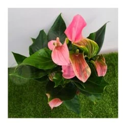 Anthurium Joli Rosa -Wrights Tienda anthurium joli 2