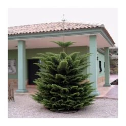 Araucaria Excelsa EJEMPLAR 8 Araucaria Excelsa EJEMPLAR -Wrights Tienda araucaria excelsa 2