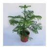 Araucaria Excelsa -Wrights Tienda araucaria excelsa 4