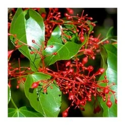 Brachychiton Acerifolius -Wrights Tienda brachychiton acerifolius 2