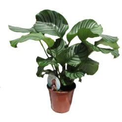 Calathea Orbifolia
