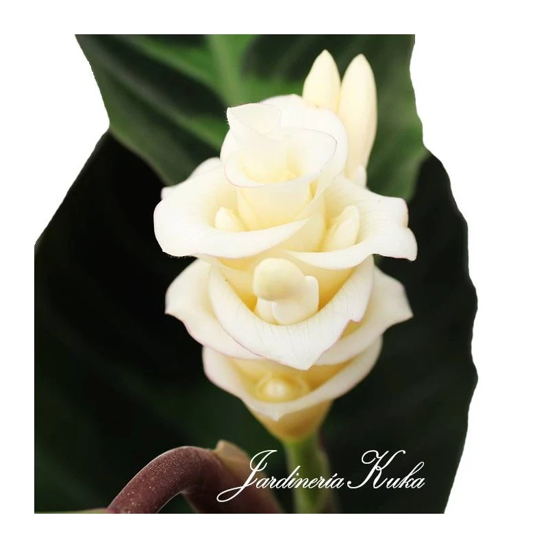 Calathea Warscewiczii 4 Calathea Warscewiczii - Imagen 2