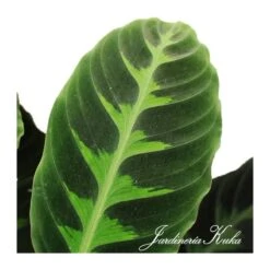 Calathea Warscewiczii 7 Calathea Warscewiczii -Wrights Tienda calathea warscewiczii 2