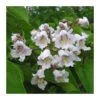 Catalpa Bignoinoides 1 Catalpa Bignoinoides -Wrights Tienda catalpa bignoinoides