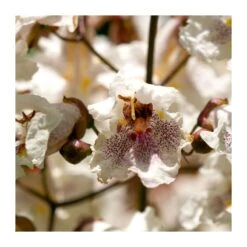 Catalpa Erubencens Purpurea -Wrights Tienda catalpa erubencens purpurea 2