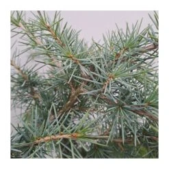 Wrights Tienda 23 Wrights Tienda -Wrights Tienda cedro deodara 1