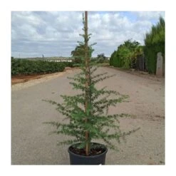 Cedro Libano -Wrights Tienda cedro libano 1