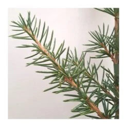 Wrights Tienda 28 Wrights Tienda -Wrights Tienda cedro libano glauca pendula 1