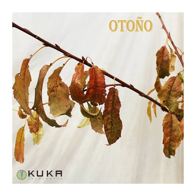 Cerezo Mallorquina 4 Cerezo Mallorquina - Imagen 2