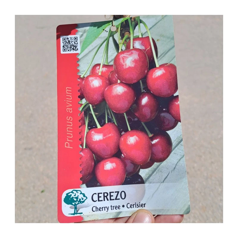 Cerezo Mallorquina 6 Cerezo Mallorquina - Imagen 4