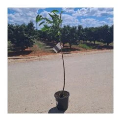 Cerezo Mallorquina 11 Cerezo Mallorquina -Wrights Tienda cerezo mallorquina 4