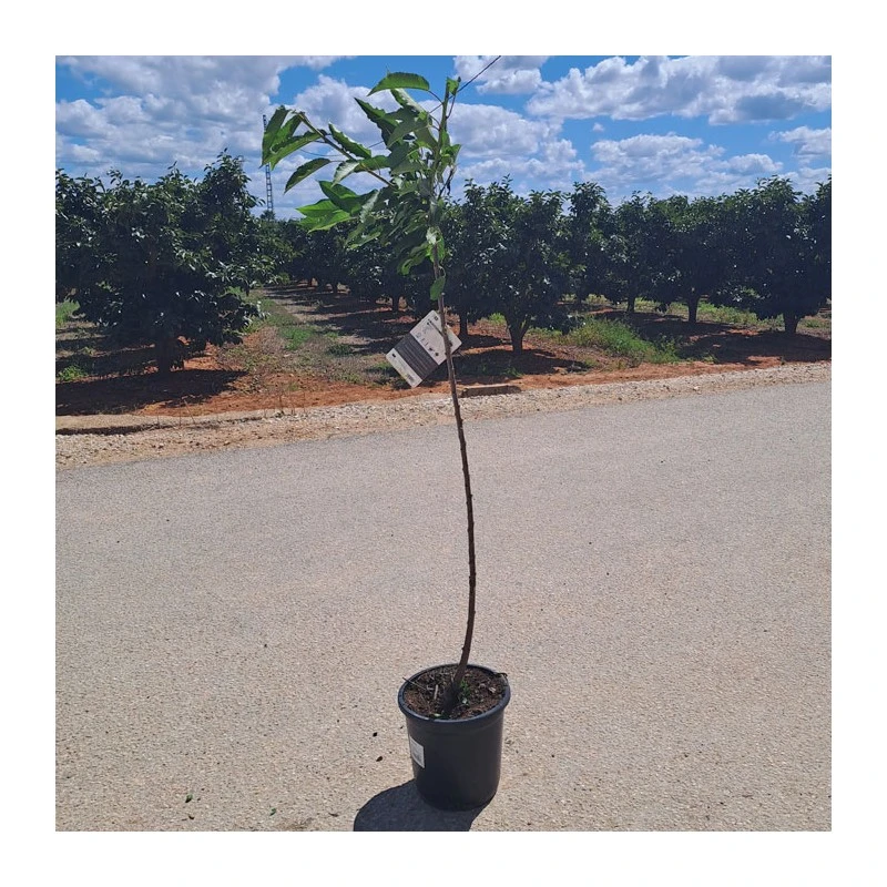 Cerezo Mallorquina 7 Cerezo Mallorquina - Imagen 5