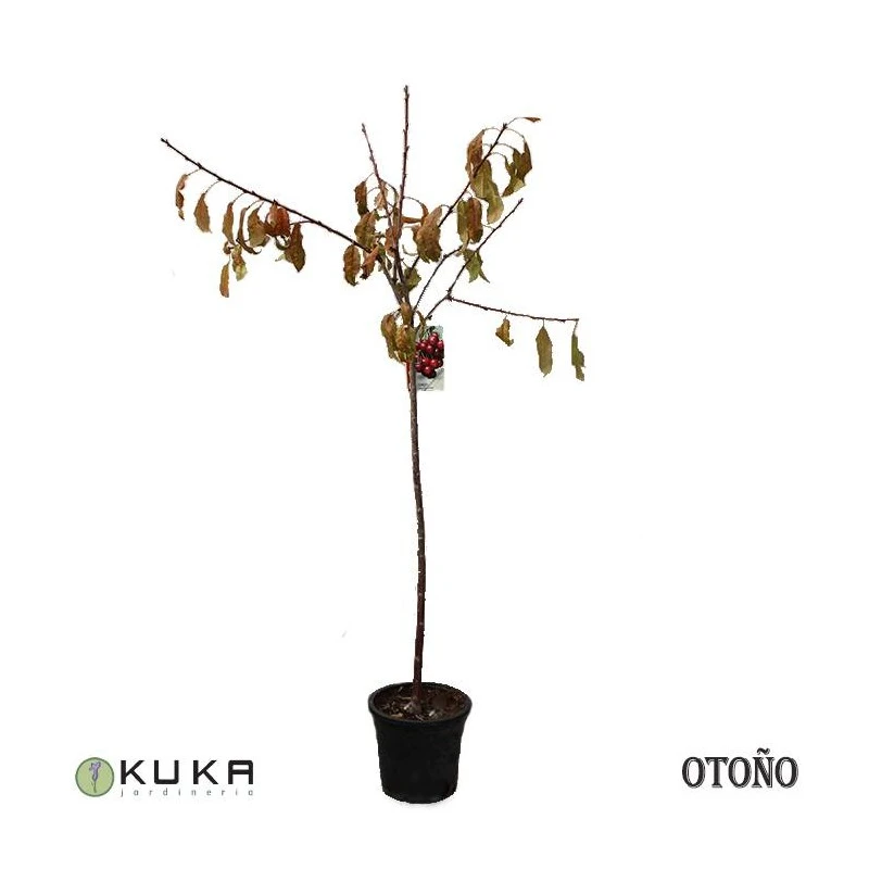 Cerezo Mallorquina 3 Cerezo Mallorquina