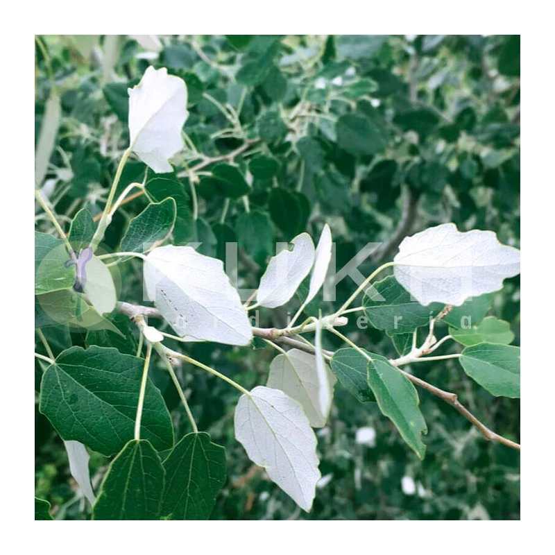 Chopo Alba 2 Chopo Alba